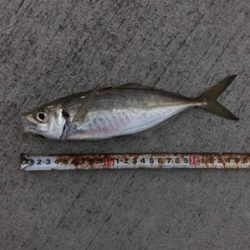 釣り納めとライトゲームデビュー！