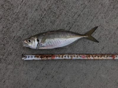 釣り納めとライトゲームデビュー！