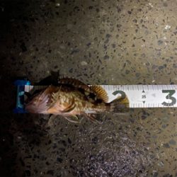 釣納めはガッシー