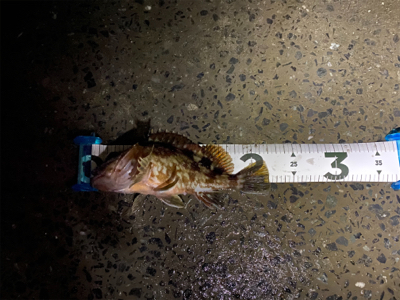 釣納めはガッシー