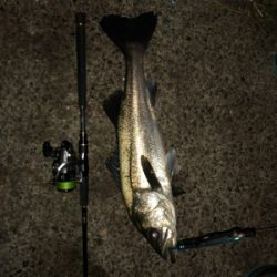 今度こそ釣納め