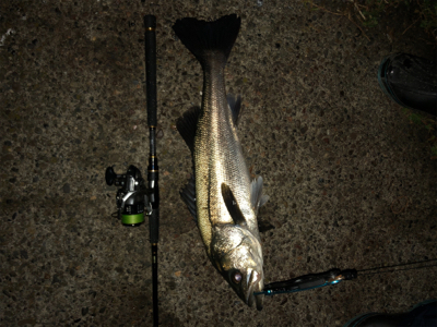 今度こそ釣納め