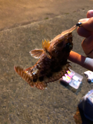 漁港ライトゲーム