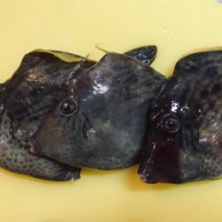 初めてのカワハギ釣り