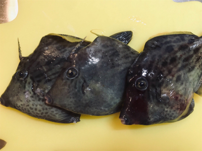 初めてのカワハギ釣り