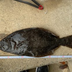 糸魚川　サーフヒラメ