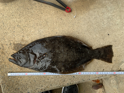 糸魚川　サーフヒラメ