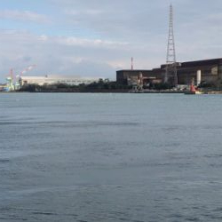 年末最後に青物で締め