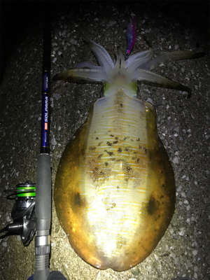 釣り納めにて1.3キロのイカゲット！