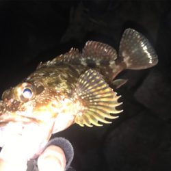 ほんとの釣り納め