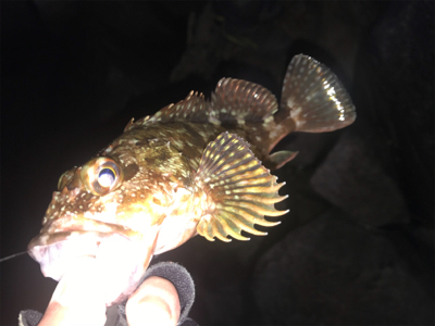 ほんとの釣り納め