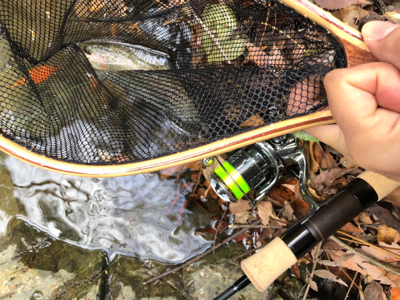 ネイティブトラウト