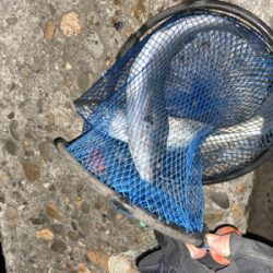 2年越しのシーバス釣行