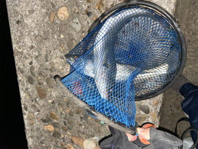 2年越しのシーバス釣行