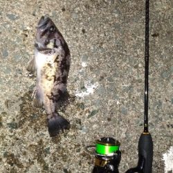 クロソイを追いかけて