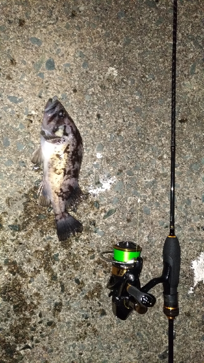 クロソイを追いかけて