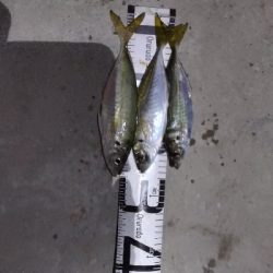 12/7釣果チヌ30枚キスデカアジ