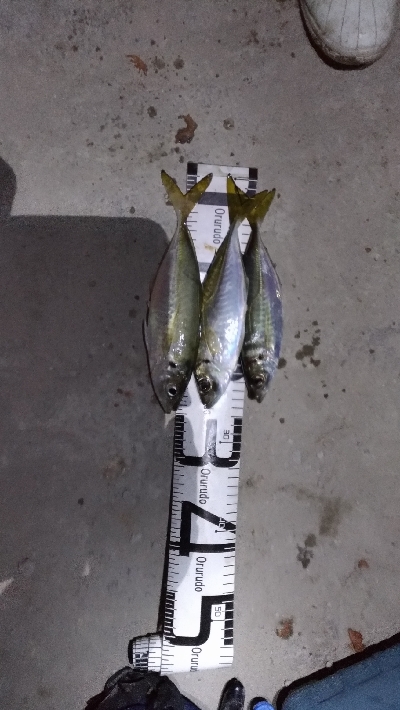 12/7釣果チヌ30枚キスデカアジ