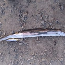 12/15釣果チヌ10枚とタチウオF4