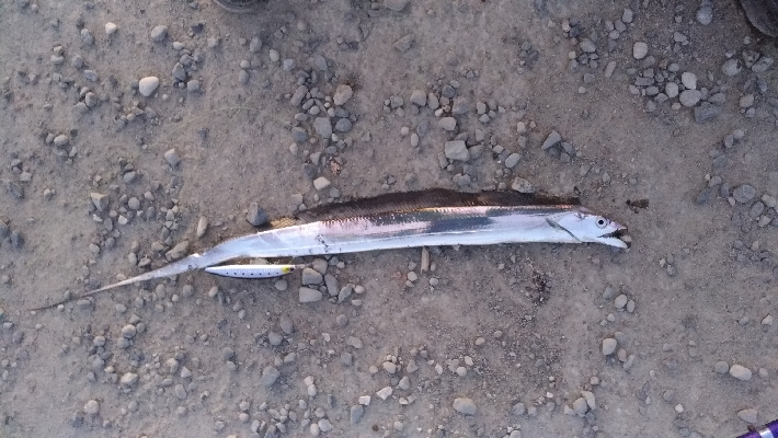 12/15釣果チヌ10枚とタチウオF4