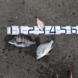 12/22釣果チヌキビレタチウオサバチャリコ