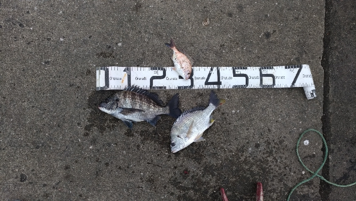 12/22釣果チヌキビレタチウオサバチャリコ