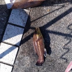 12/28釣果豆アジ豆カンダイガシラボラ