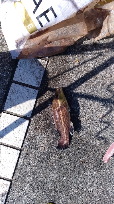 12/28釣果豆アジ豆カンダイガシラボラ