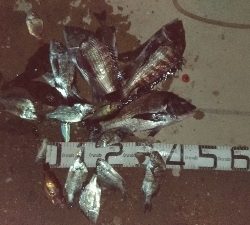 大晦日の釣果チヌ20枚タチウオガシラメバル豆アジ