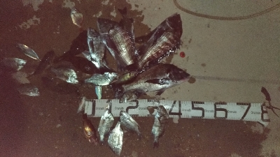 大晦日の釣果チヌ20枚タチウオガシラメバル豆アジ