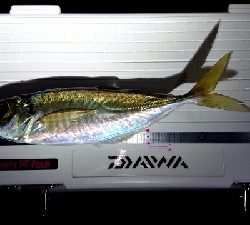 フロートアジング