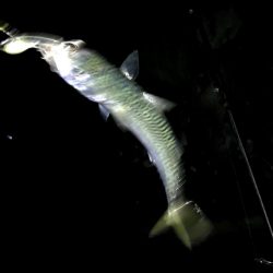 再び爆釣するかも