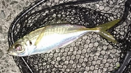 アジング 数は伸びました!