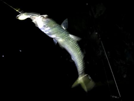 再び爆釣するかも