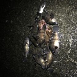 今シーズン初メバリング釣行