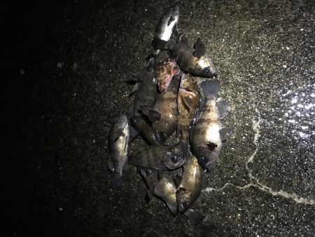 今シーズン初メバリング釣行