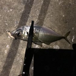 なぜ休みはいつも風が強いのさ