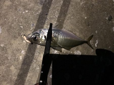 なぜ休みはいつも風が強いのさ