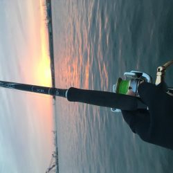 令和元年初魚種！