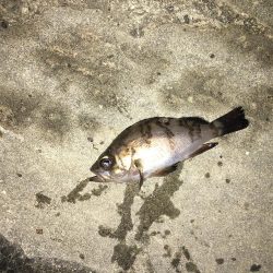 アジングからメバリング