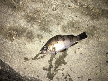 アジングからメバリング