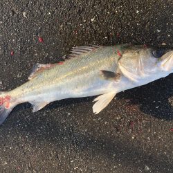 カサゴ？ソイ？