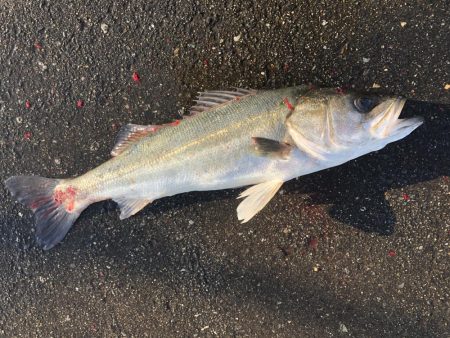 カサゴ？ソイ？