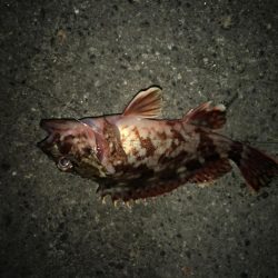 アジングとサプライズ