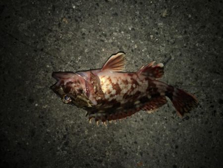 アジングとサプライズ