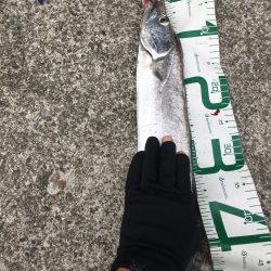 出た！ドラゴン！