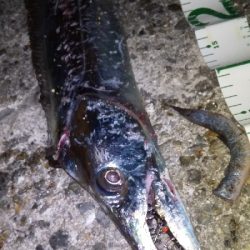 連日のドラゴン!