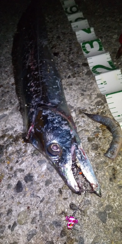 連日のドラゴン！