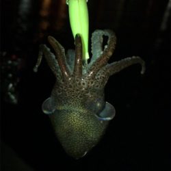 仕事の合間にヒイカ釣りσ(^_^;)