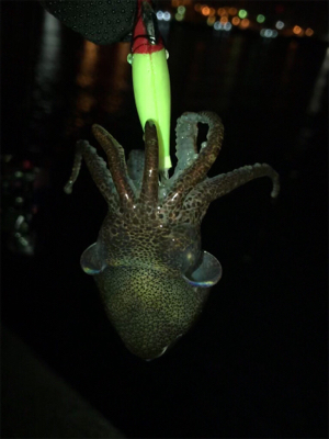 仕事の合間にヒイカ釣りσ(^_^;)